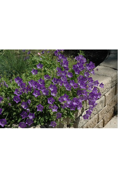 Колокольчик карпатский Блю Клипс