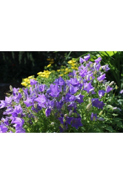 Синелки Блю Клипс