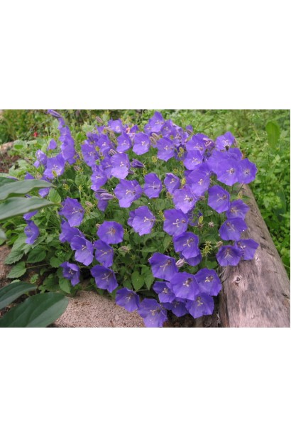 Колокольчики Блю Клипс карликовый цветущий многолетник