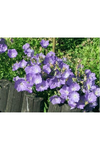 Светло-синие звонки Блю Клипс