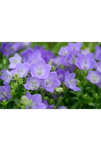 Колокольчики Блю Клипс большие цветы в форме звонков светло-синего цвета