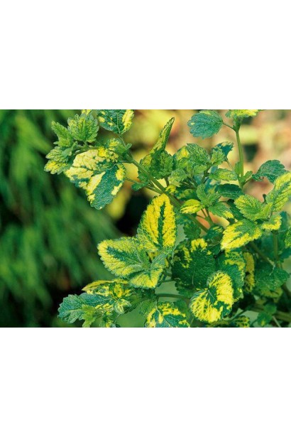 Лимонна трава Ауреа багаторічна ароматна рослина