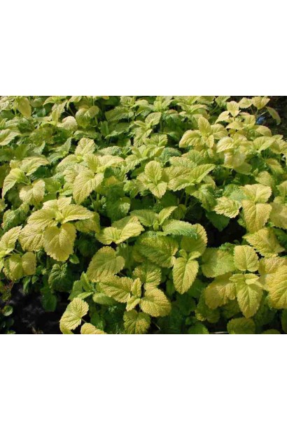 Меліса лікарська Ауреа