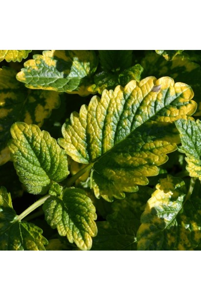 Меліса лікарська Ауреа жовто-зелене листя яйцевидної форми
