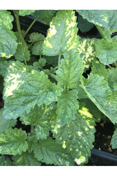 Melissa оfficinalis Aurea