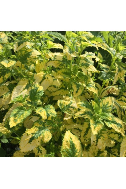 Меліса пістряволиста Ауреа 