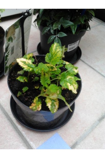 Меліса лікарська Ауреа в горщику