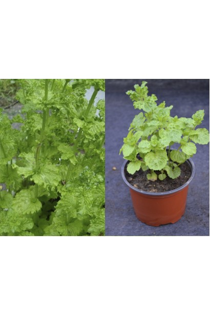 Mentha spicata Crispa