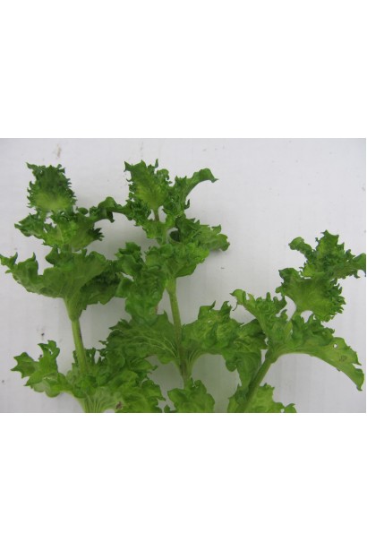 Mentha spicata Crispa 