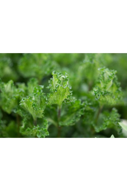 Кучеряве листя м’яти