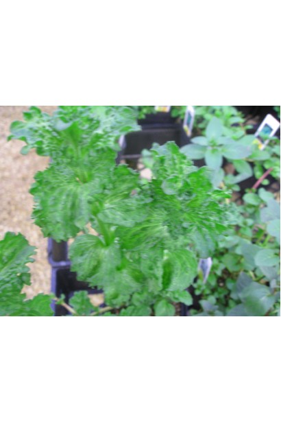 М’ята колосовидна