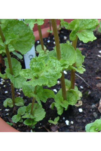 М’ята садова Кріспа