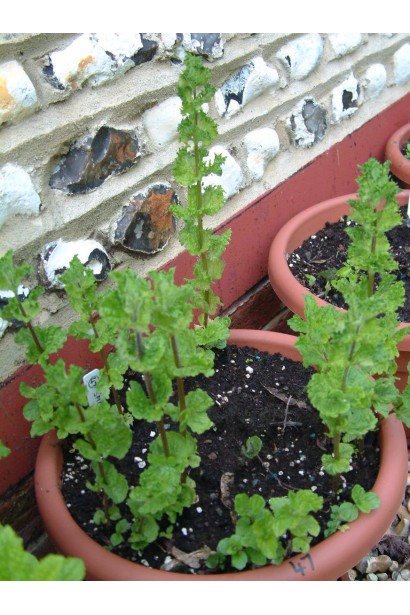 М’ята кучерява Кріспа в горщику