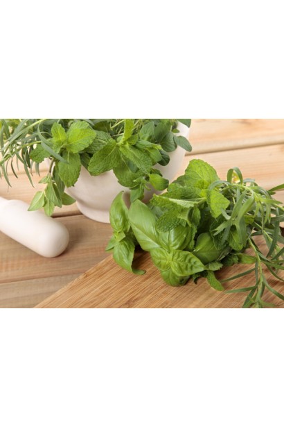 М’ята кучерява Кріспа