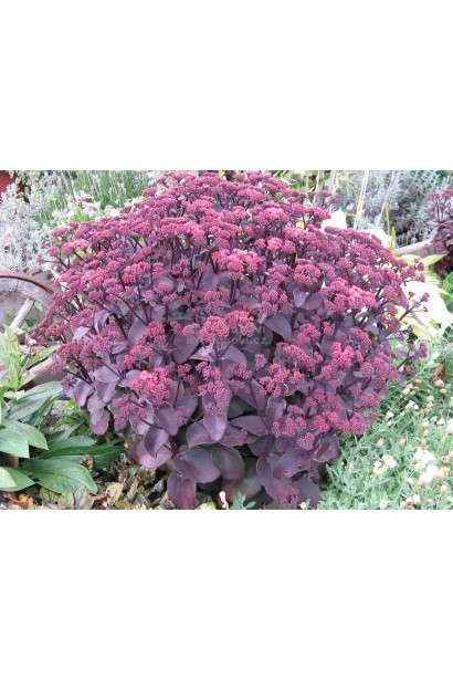 Sedum hybride Xenox 