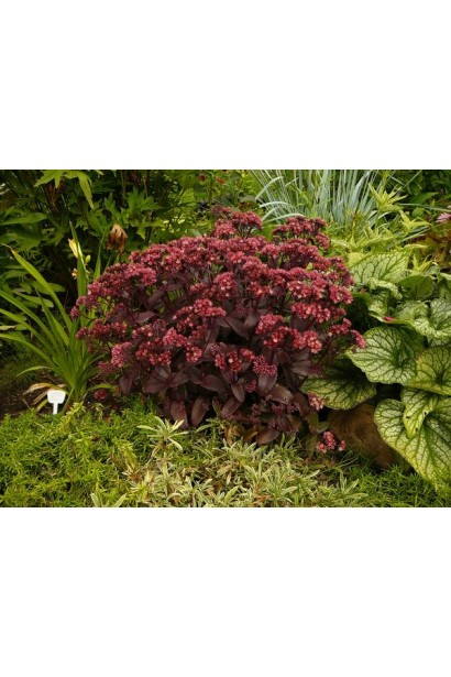 Очиток видний Ксенокс