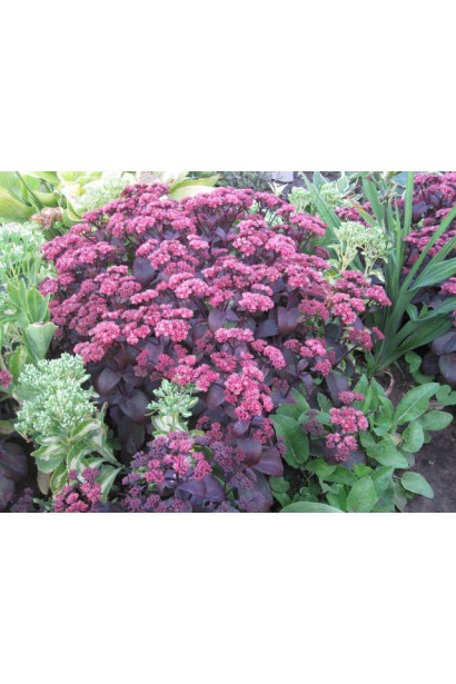 Sedum Xenox - багаторічник із рожевими суцвіттями, що приваблюють метеликів