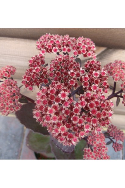 Суцвіття Sedum Xenox - яскраво-рожеві квіти, які контрастують із темним листям