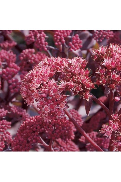 Очиток гібридний Ксенокс