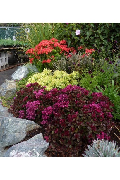 Sedum hybride Xenox - декоративна рослина для клумб і рокаріїв