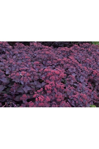 Очиток видний Ксенокс - рослина з декоративним бордовим килимом