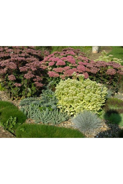 Sedum hybride Xenox - декоративна рослина для клумб і рокаріїв