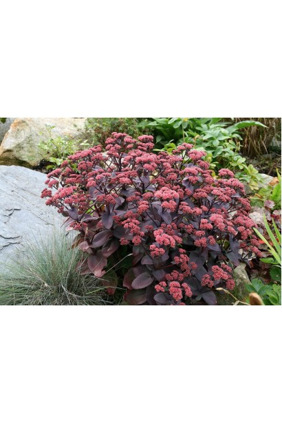 Очиток видний Ксенокс - багаторічник із темно-пурпуровими листками