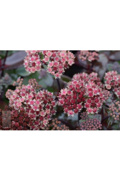 Sedum hybride Xenox - декоративна рослина з насиченим бордовим листям