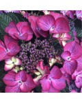 Гортензія широколистна Дарк Енджел | Hydrangea macrophylla Dark Angel® | Гортензия широколистная Дарк Энджел