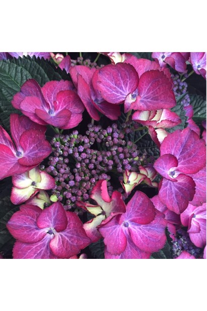 Гортензія широколиста Дарк Енджел 