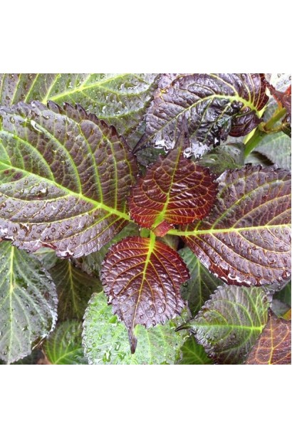 Гортензія Дарк Енджел темно-зелене листя з бронзовим відтінком