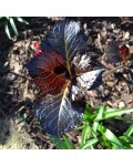Гортензія широколистна Дарк Енджел | Hydrangea macrophylla Dark Angel® | Гортензия широколистная Дарк Энджел