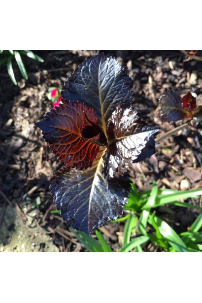 Гортензія Дарк Енджел  молоде темно-пурпурне листя