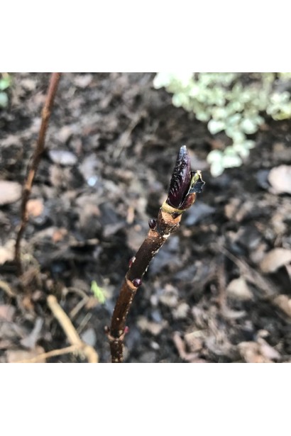 Гортензія Дарк Енджел розпускання листя