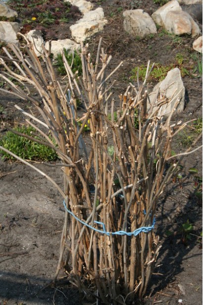 Гортензія Дарк Енджел кущ восени