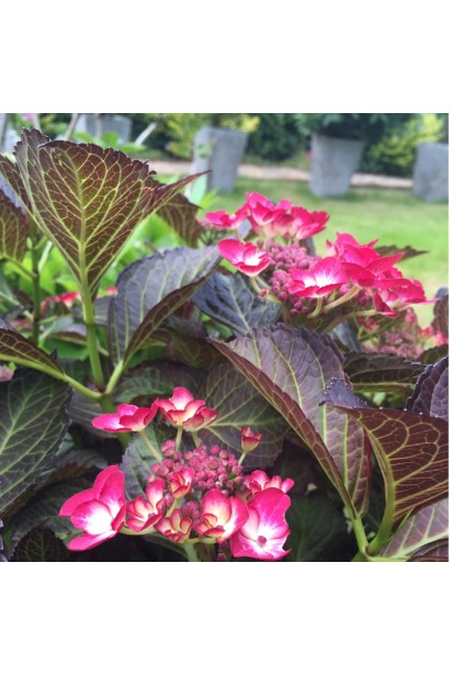 Гортензія Дарк Енджел 