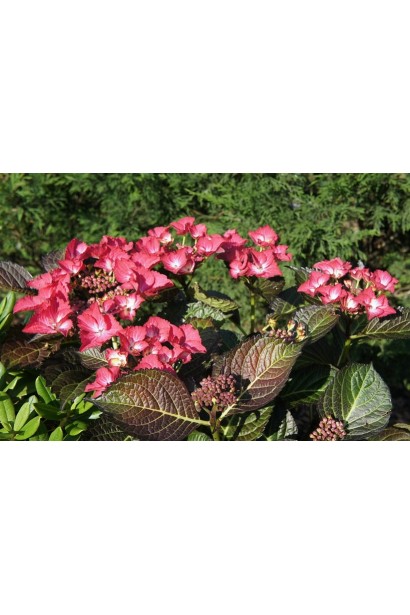 Hydrangea macrophylla Dark Angel® 