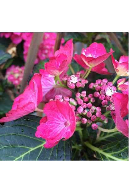 Hydrangea Dark Angel
