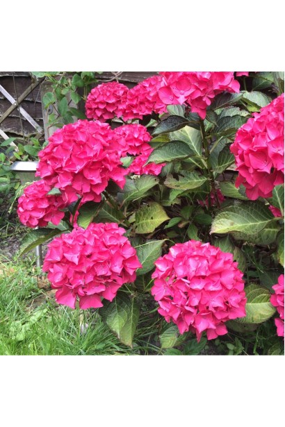 Гортензія Дарк Енджел яскраво-рожеві кулясті квіти