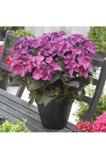 Гортензія Дарк Енджел вирощування в горщику