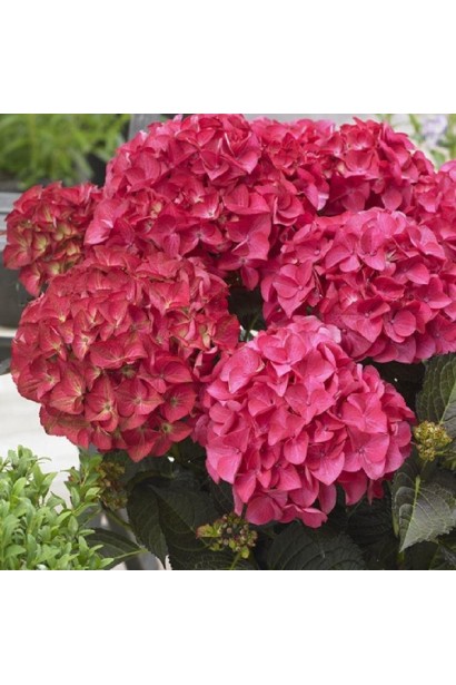 Гортензія рожева