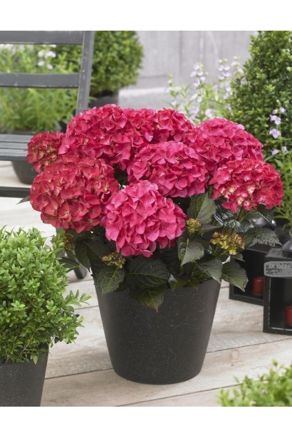 Гортензія Темний янгол