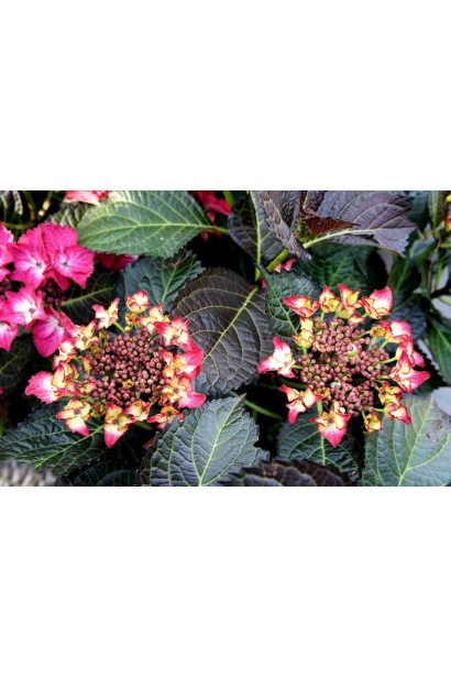 Гортензія Dark Angel квітка