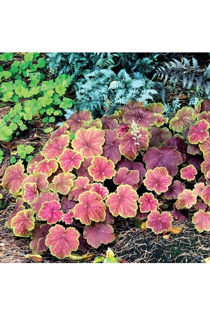 Гейхера гібридна Дельта Даун