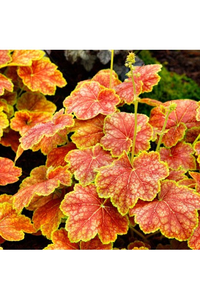 Гейхера Дельта Даун помаранчево-червоне навесні