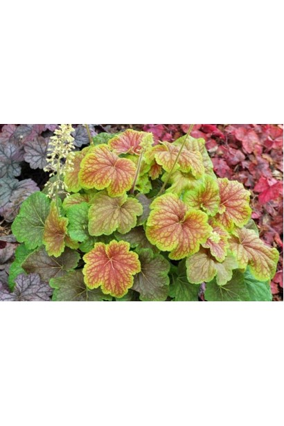 Гейхера Дельта Даун багаторічник