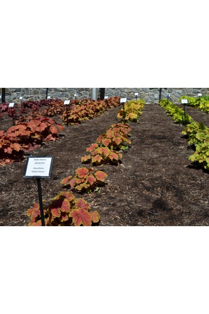 Гейхера Delta Dawn в садовому центрі