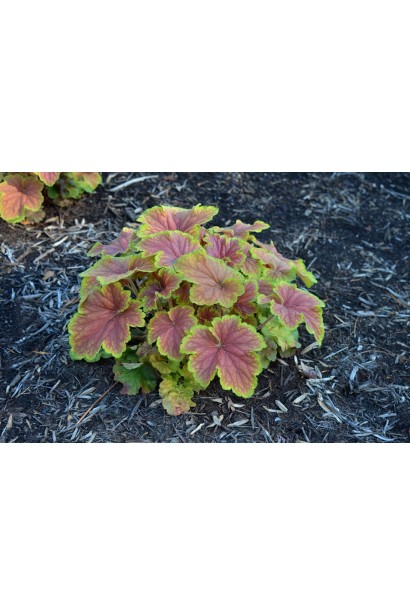 Heuchera hybrida Delta Dawn