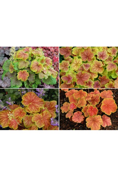 Heuchera Delta Dawn