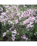 Вишня залозиста Розеа Плена | Рrunus glandulosa Rosea Рlena | Вишня железистая Розеа Плена